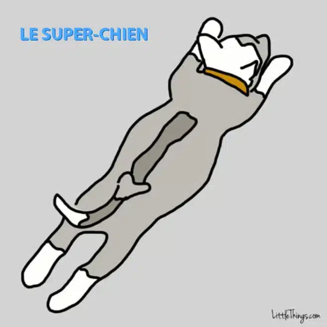 Le super-chien