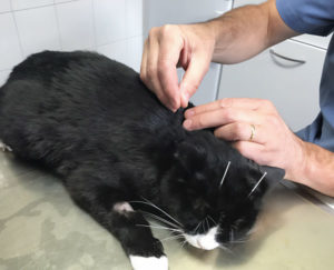 L’Acupuncture : Un Soutien Précieux dans le Traitement de l’Insuffisance Rénale chez les Chats